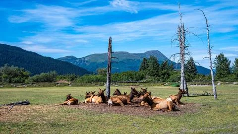 Number of Alaskan moose lying on the field in a beautiful landscape with mountai Stock Photos