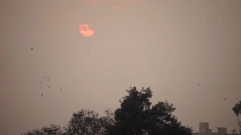Number of birds flying during sunset in clouds Stock Footage 319999851