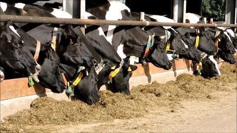 A number of cows eating in their stable Stock Footage 88488680