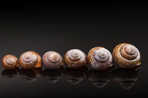 Number of empty spiral shell on black background abstract photo Stock Photos