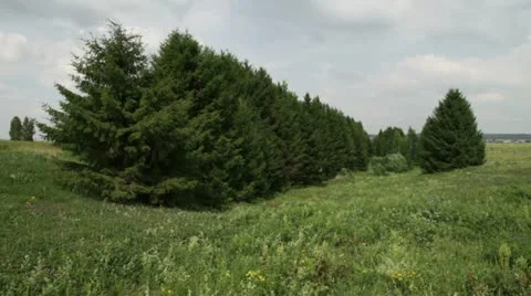 Number of a fir-tree Stock Footage 11252548