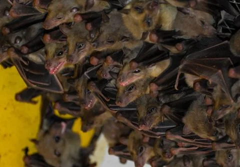A number of fruit bats hanging from a ceiling Stock Photos