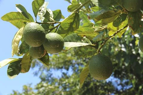 Number of green limes dangle from a tree branch with green leaves under the blue Stock Photos