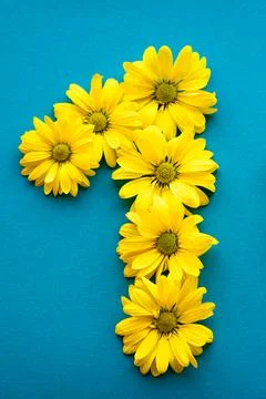 Number one 1 layout of bright yellow natural flowers on solid blue background Stock Photos
