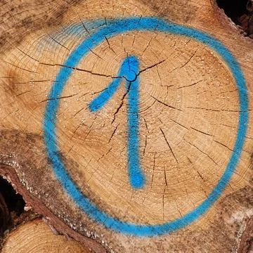 The number one, written on the cross section of a firewood log, close up Stock Photos