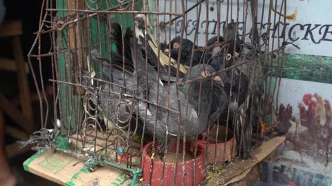 A number of Pigeons being kept in a small cramped metal cage Stock-Footage 124631637