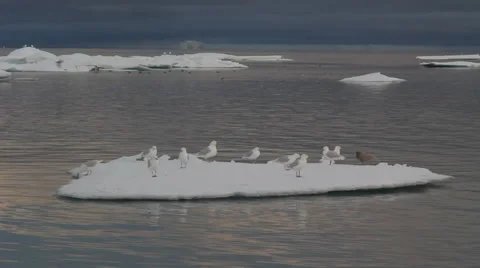 A number of seagulls on an ice floe. Видео 68984589