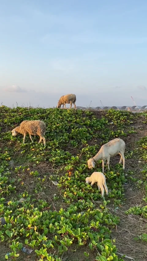 A number of sheep were eating grass in the field Stock Footage 295010827