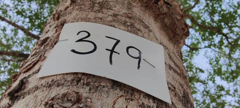 Number on the tree trunk Stock Photos
