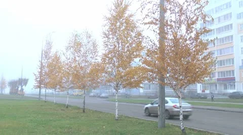 A number of trees at road Stock Footage 8974505