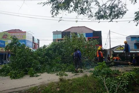 A number of workers were cutting trees Stock Photos