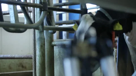 Numbered cow farm 2 Video stock 314515849