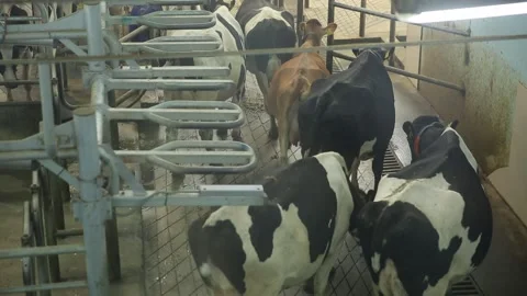 Numbered cow farm 27 Stock Footage 314516191