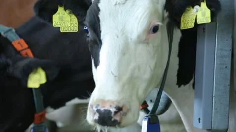 Numbered cow farm 6 Stock Footage 314515852