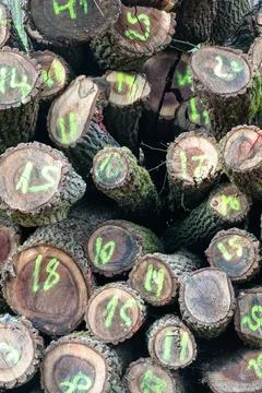 Numbered Cut Logs Stacked for Timber Harvest Inventory in Forest Logging Yard Stock Photos