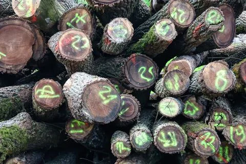 Numbered Cut Logs Stacked for Timber Harvest Inventory in Forest Logging Yard Stock Photos
