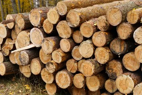 Numbered log trunks stacked in the forest. Fotos Stock