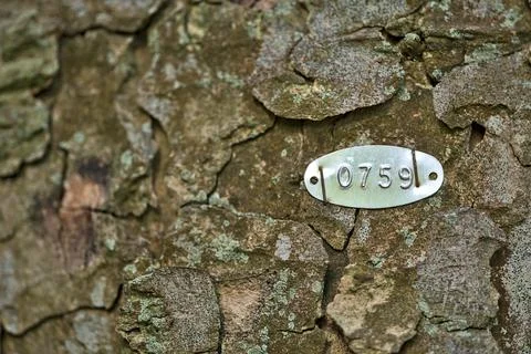 Numbered metal elliptical-like disk on tree trunk bark with tag 0759, Dublin Stock Photos