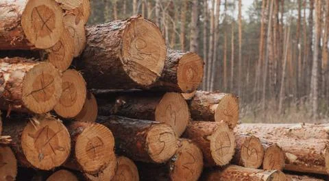 Numbered pine logs are stacked against a forest background, Foto stock