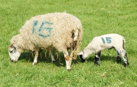 Numbered sheep Stock Photos