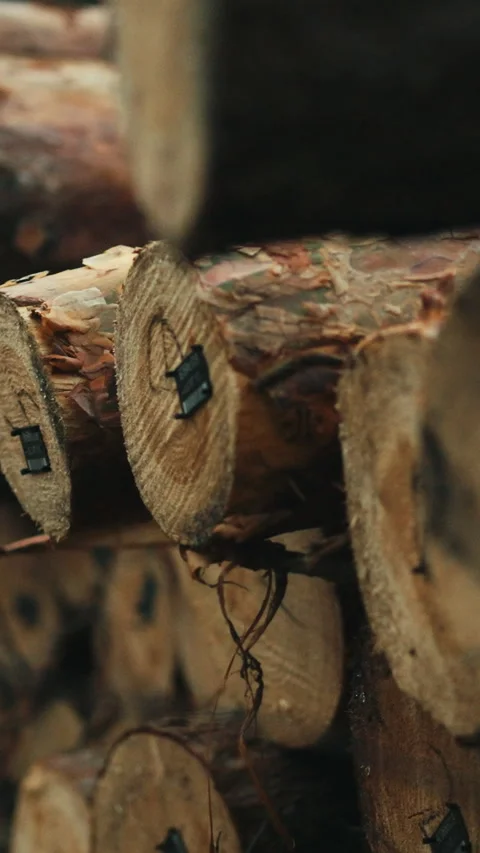 Numbered stacks of freshly cut pine logs lie on a sawmill site within forest Stock Footage 338200846