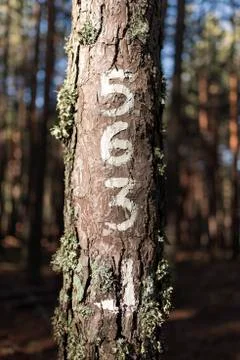 Numbers painted on the old tree trunk, enlightened by sun. Stock Photos