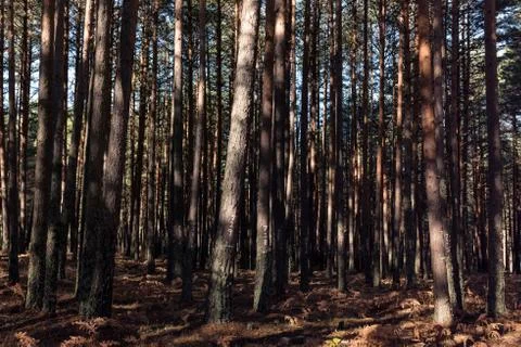 Numbers painted on the old trees trunk, enlightened by sun. Stock Photos