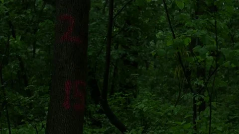 Numbers Painted on Trees in Dark Woods Stock Footage 196891981