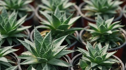 Numerous aloe vera succulent plants with spiky green leaves growing in pots at Stock Footage 344307228
