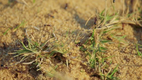 Numerous ants crawl across sandy ground with scattered twigs Stock Footage 306717031