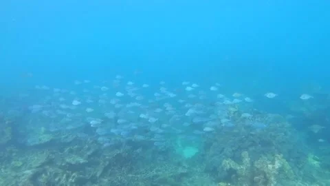 A numerous bank or group of fish swims over a coral reef of a paradisiac Vídeo Stock 148529337
