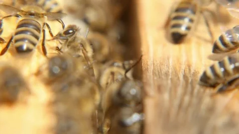 Numerous bees crawl on the beecomb boards with honey and wax Stock-Footage 83667282