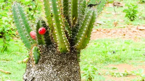 Numerous bees form a large hive on a green prickly cactus, featuring vibran.. Stock Photos