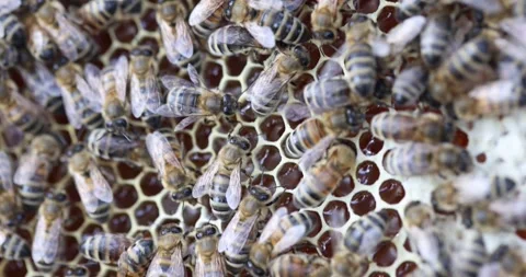 Numerous bees gathered closely on honeycomb actively working Stock Footage 307900664