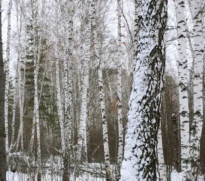 Numerous birch trunks in the winter forest Foto stock