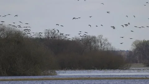Numerous birds over the backwaters, 4K straw Stock Footage 237524070
