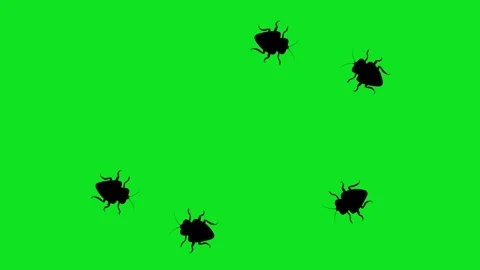 Numerous black cockroach silhouettes crawl across a vibrant green screen Видео 343142907