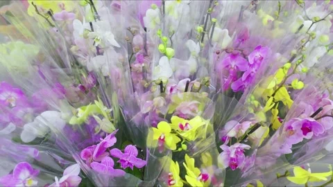Numerous bouquets of multicolored orchids in transparent wrapping, creating.. Stock Footage 303223770