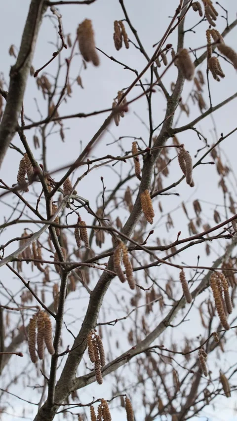 Numerous brown catkins hang from bare tree branches. Vidéo 332734555
