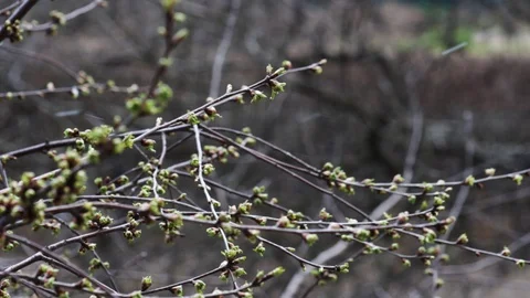 Numerous cherry tree branches in garden at spring snowfall Stock Footage 129295718