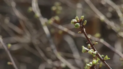 Numerous cherry tree branches in garden at spring snowfall Stock Footage 129295722