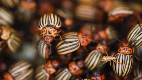 Numerous colorado potato beetles crawling over each other in a dense colony Stock Footage 344566113