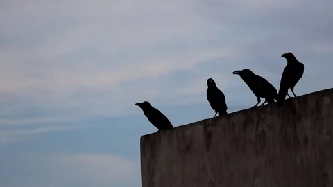 Numerous crows rest in a row on a building's roof wall against the evening sky. Stock Footage 317238174
