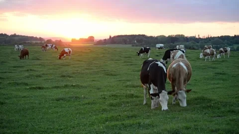 Numerous dairy cows grazing at sunset in Europe with one animal Stock Footage 195155934