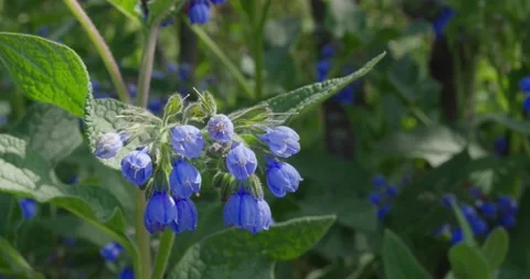 Numerous dark blue flowers . Stock Footage 131309965