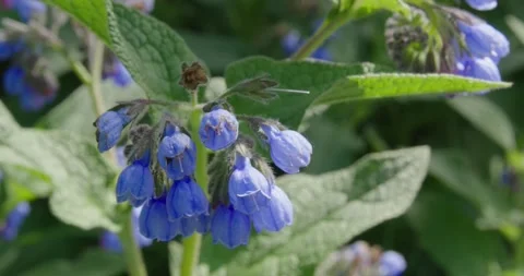 Numerous dark blue flowers . Stock Footage 131309967