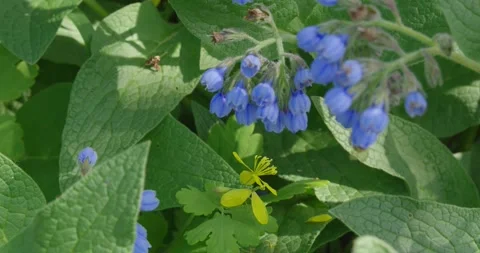 Numerous dark blue flowers. Stock Footage 131310031