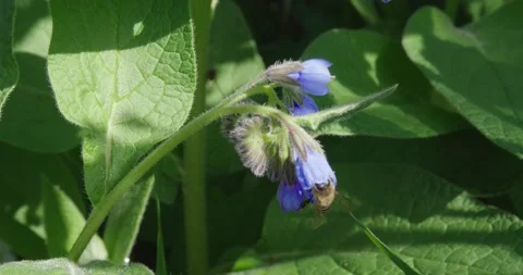 Numerous dark blue flowers. Stock Footage 131310062