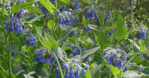 Numerous dark blue flowers . Stock Footage 131310067