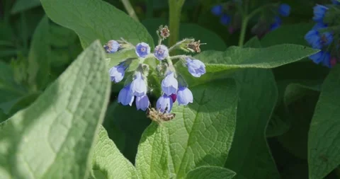 Numerous dark blue flowers . Stock Footage 131310073